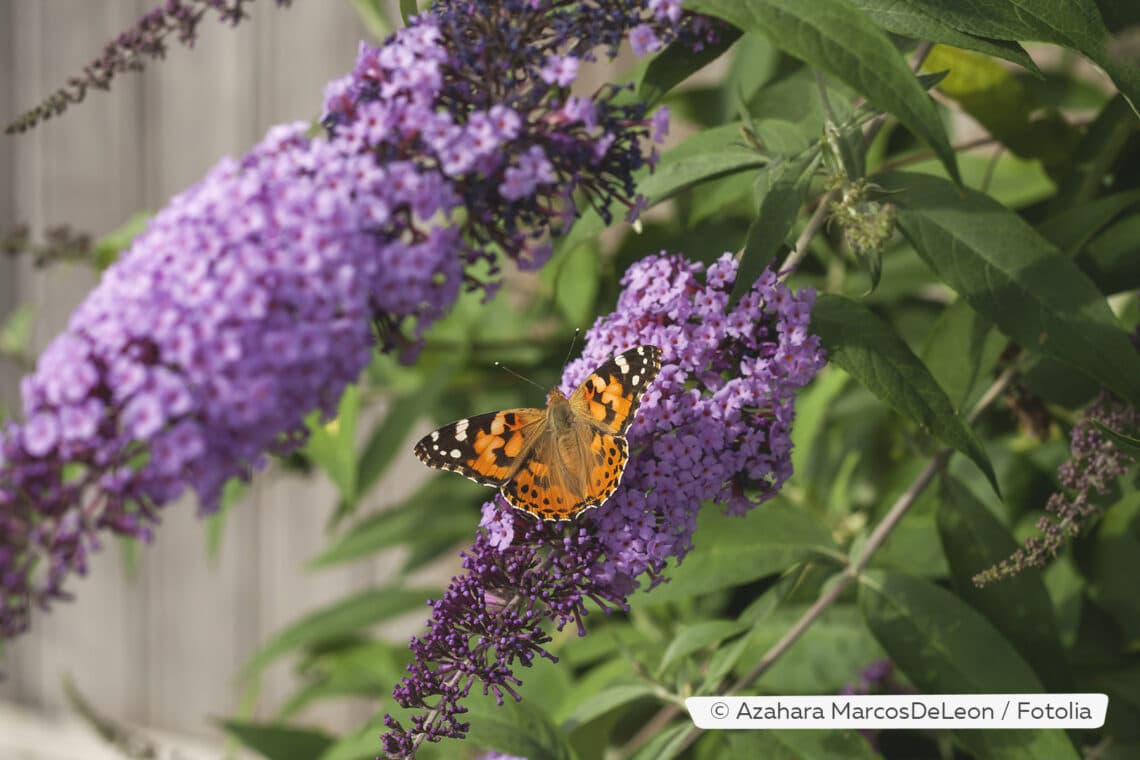 Schmetterlingsstrauch (Buddleja davidii)