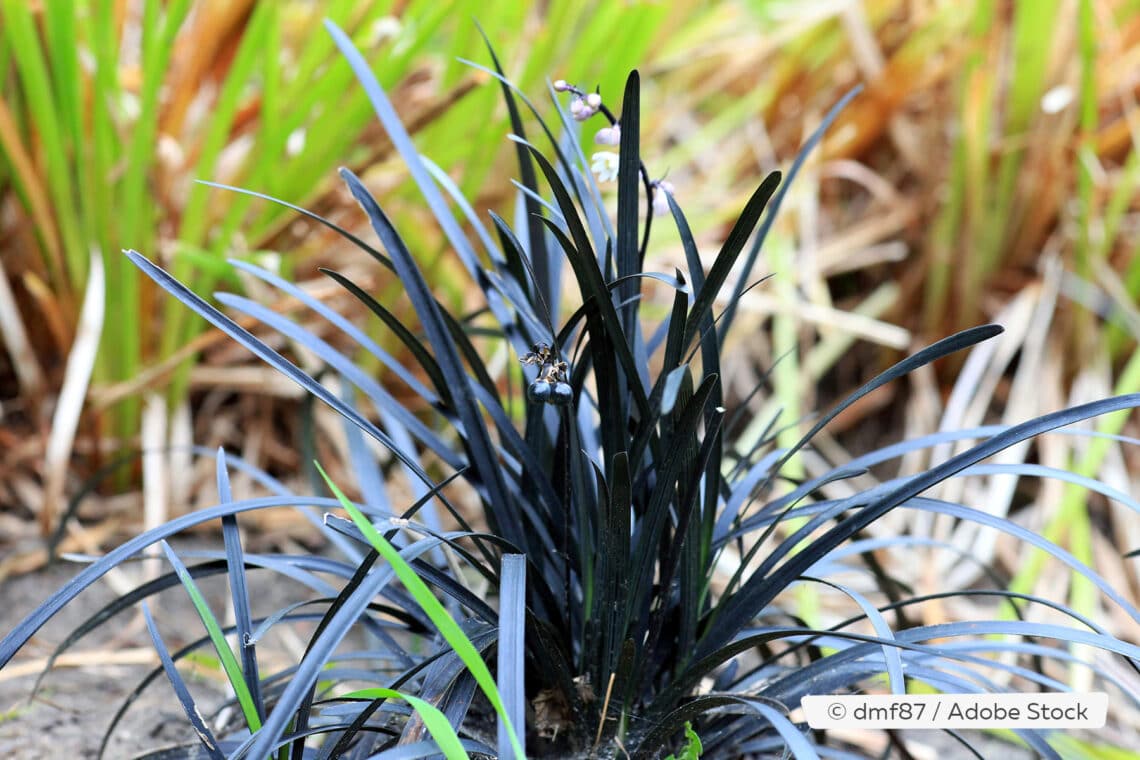 Schwarzer Schlangebart (Ophiopogon planiscapus "Nigrescens")