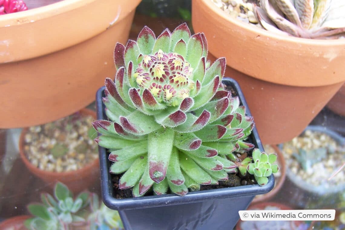 Serpentin-Hauswurz (Sempervivum pittonii)