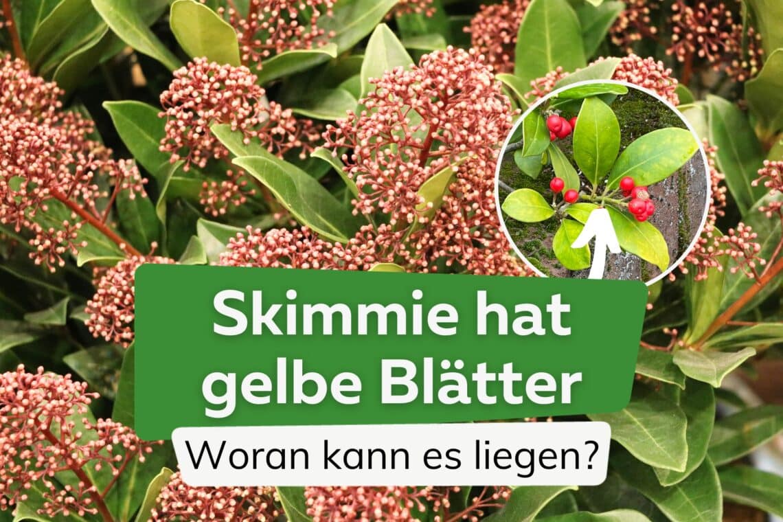 Skimmie hat gelbe Blätter