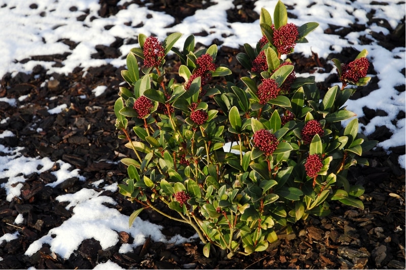 Skimmie mit Mulchschicht aus Rindenmulch im Winter