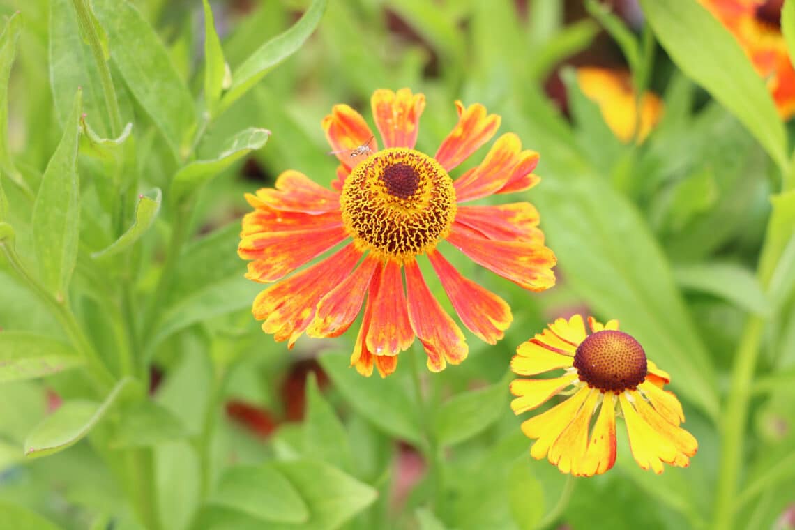 Sonnenbraut (Helenium)