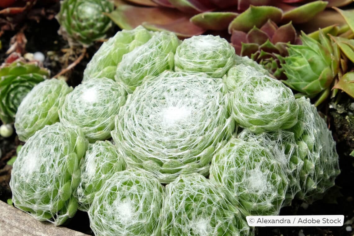 Spinnweb-Hauswurz (Sempervivum arachnoideum)