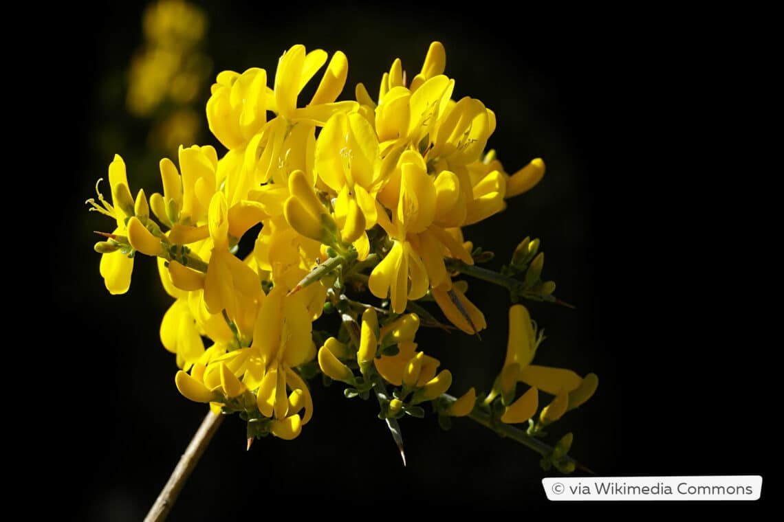 Stacheliger Dornginster (Calicotome spinosa)