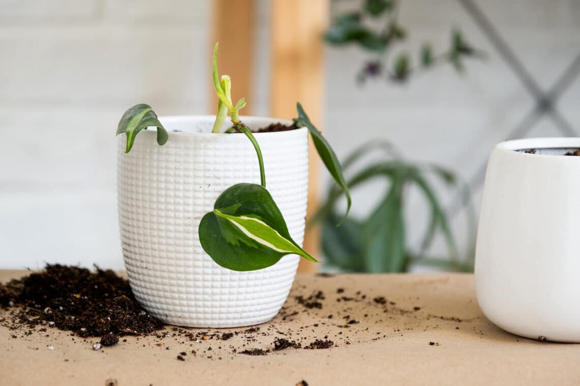 Stachelspitzigen Baumfreund (Philodendron scandens)