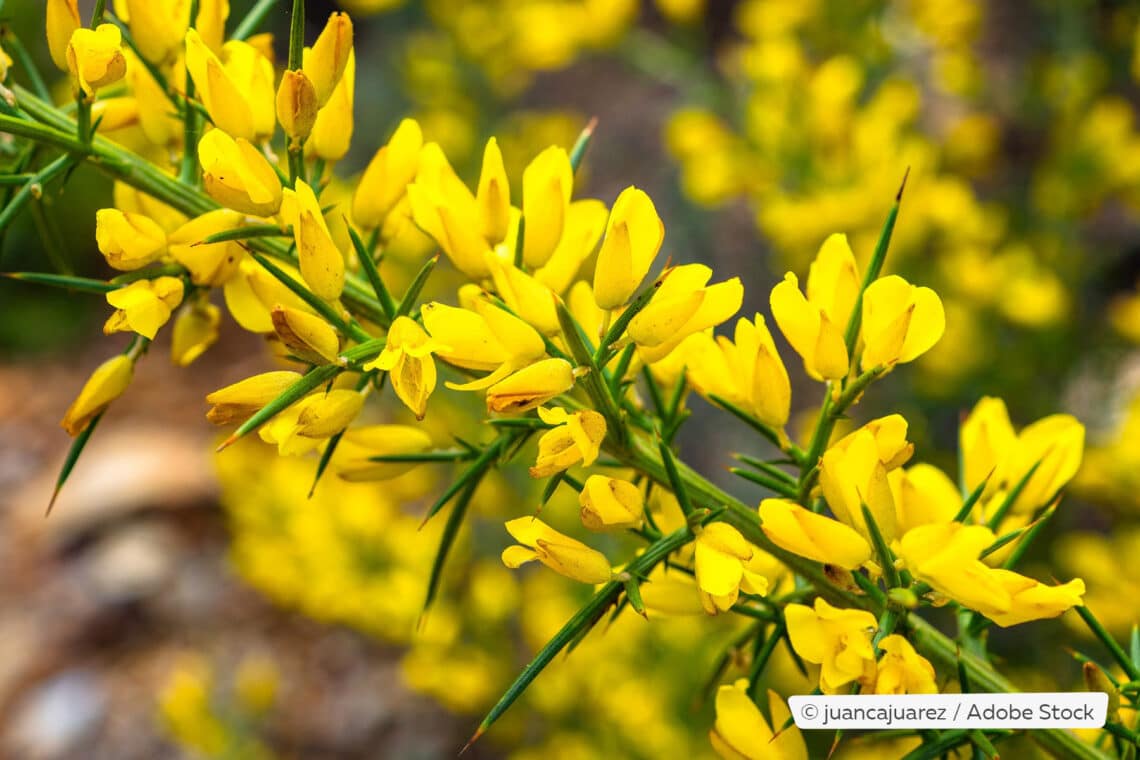 Stechginster (Ulex europaeus)