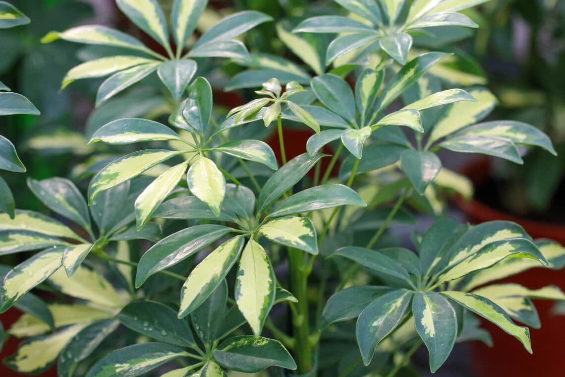 Strahlenaralie (Schefflera)