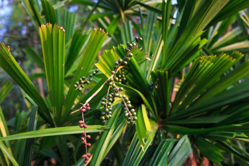 Strahlenpalme (Licuala grandis)