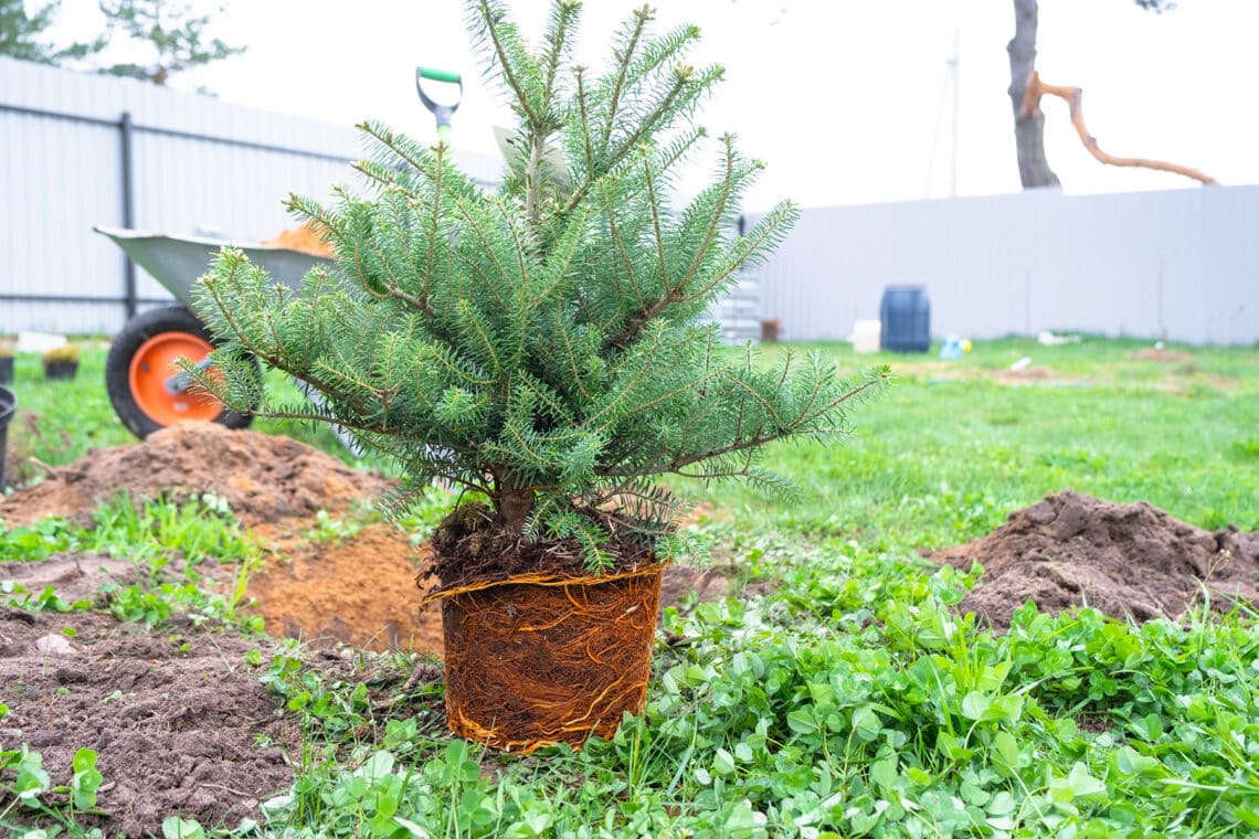 Tanne aus Topf einpflanzen in den Garten