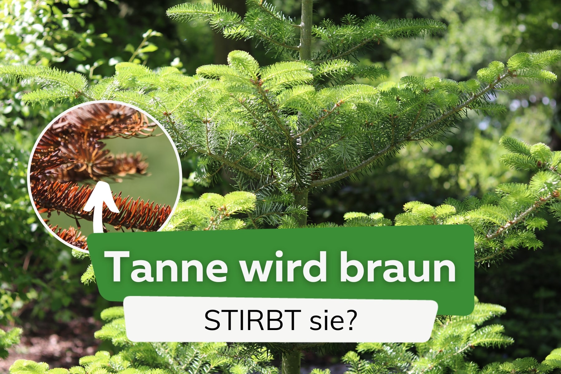 Tanne wird braun