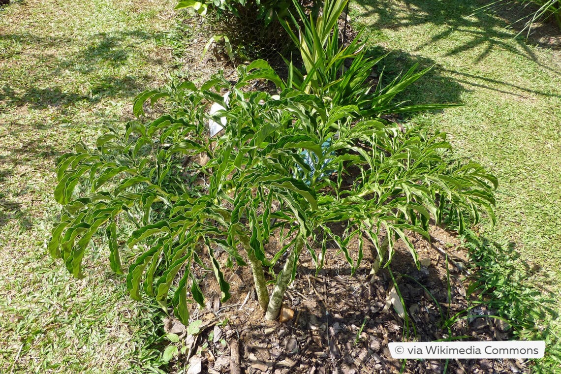 Teufelszunge (Amorphophallus campanulatus)