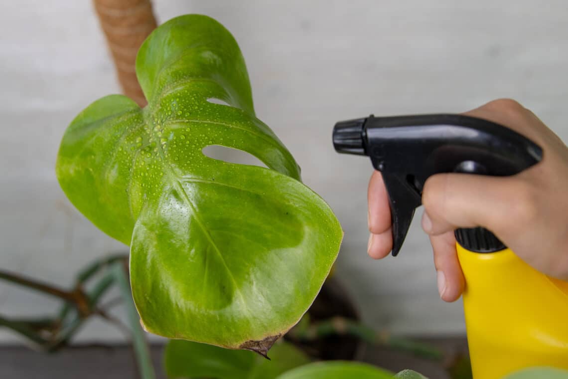 Blatt mit Wasser einsprühen zur Thripse bekämpfung