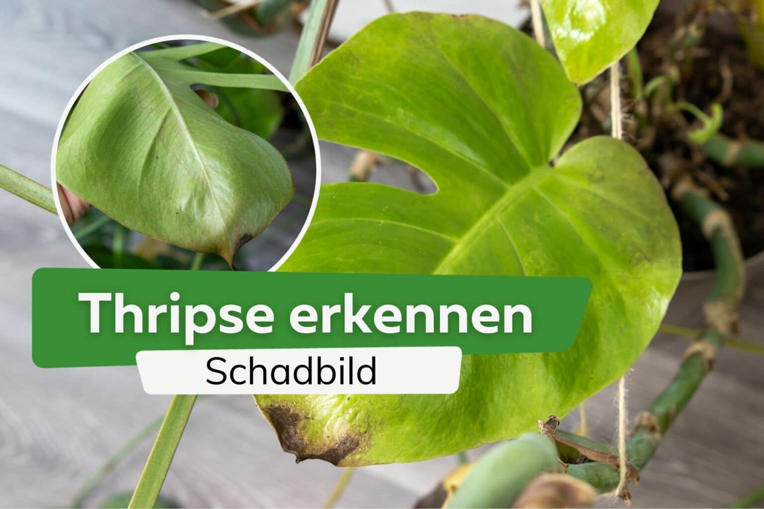 stiche milben im bett erkennen