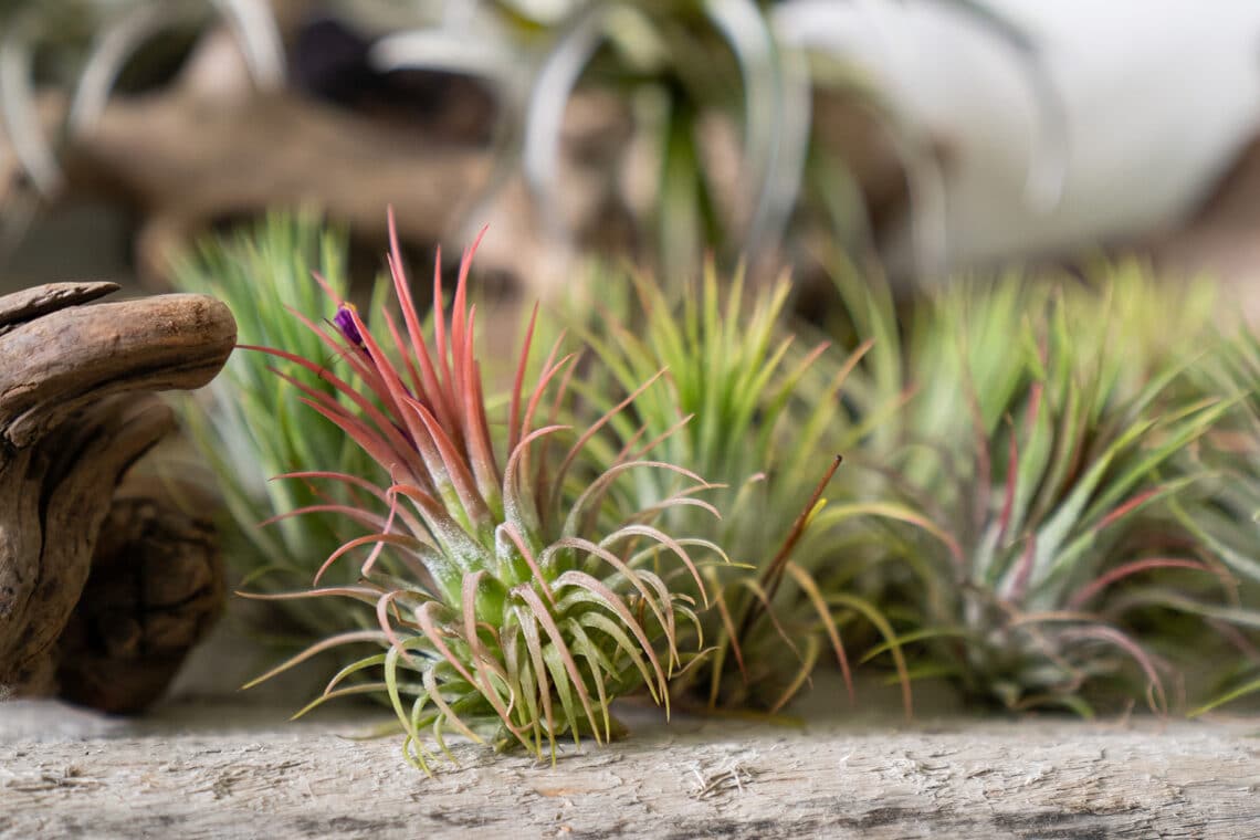 Tillandsien (Tillandsia)