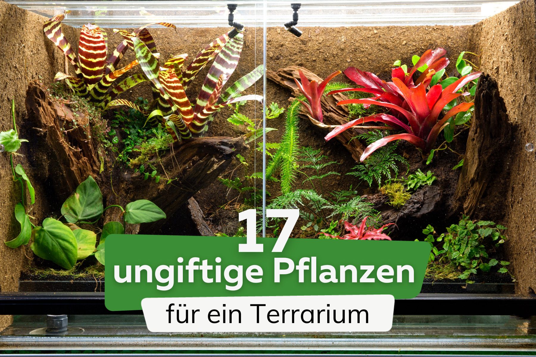 ungiftige Pflanzen für ein Terrarium Titel