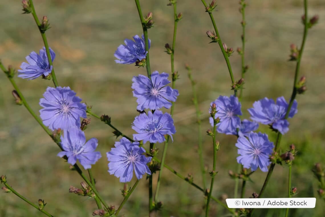 Wegwarte (Cichorium intybus)