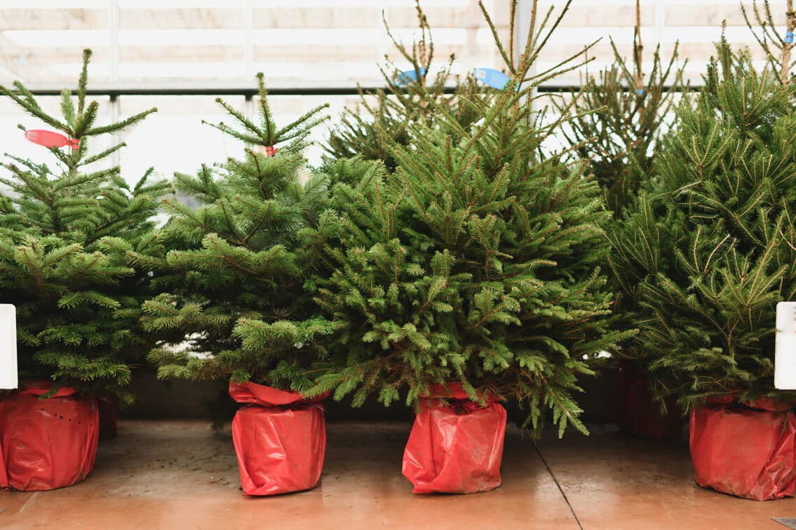 Weihnachtsbäume im Topf