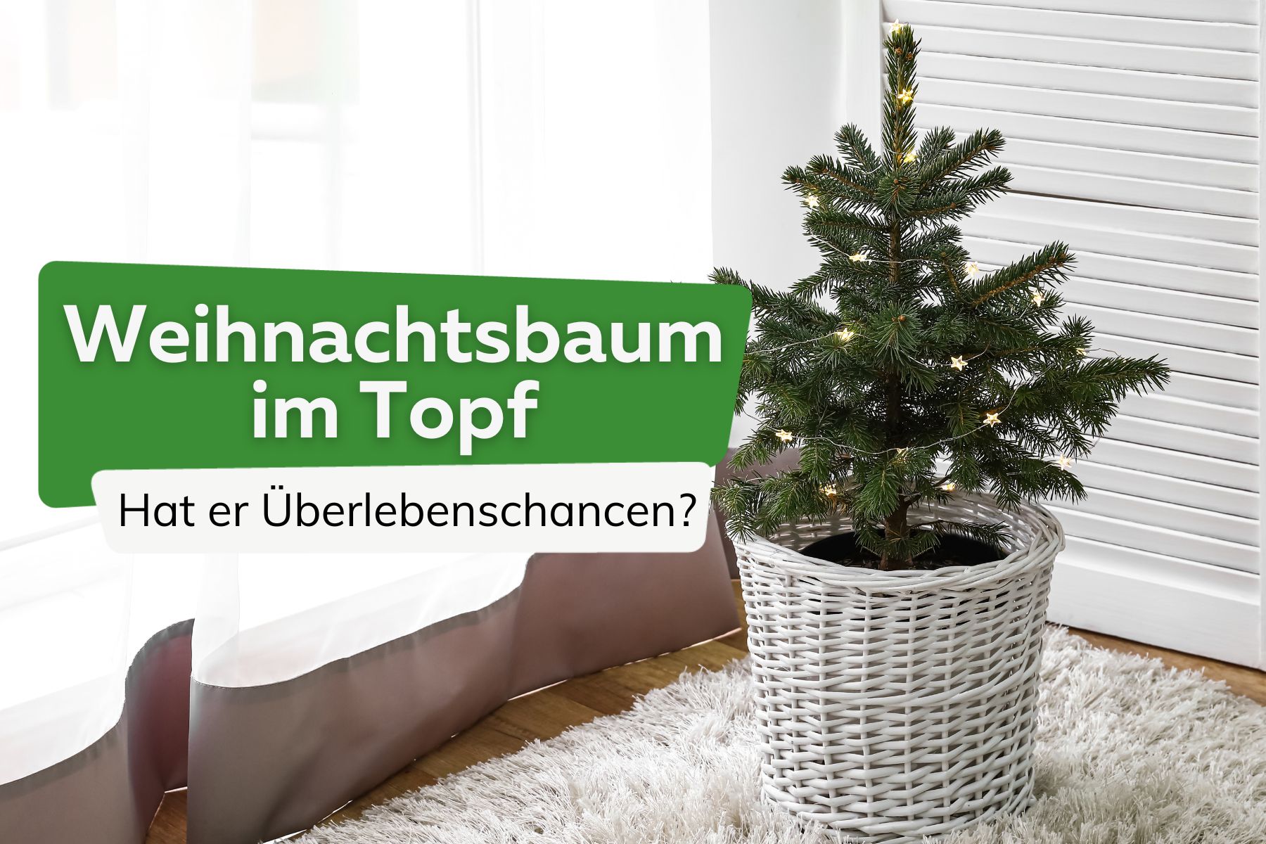 Weihnachtsbaum im Topf Titel