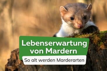 Wie alt werden Marder