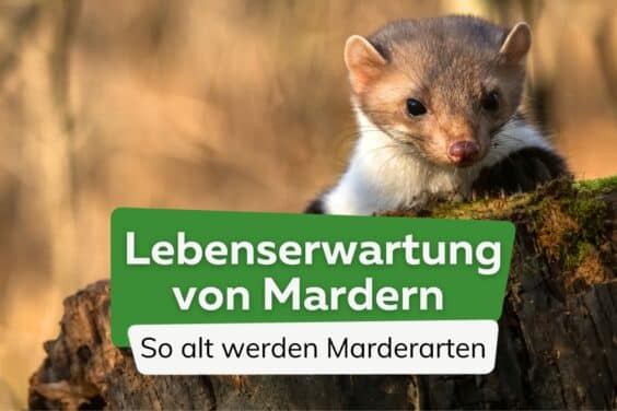 Wie alt werden Marder