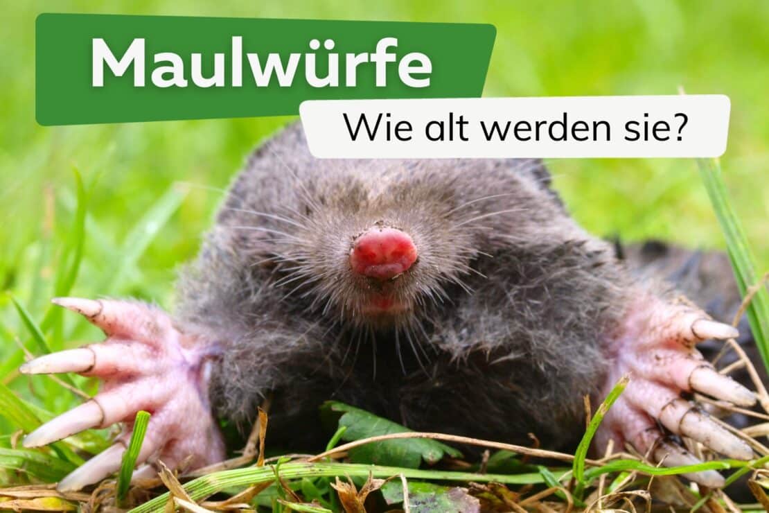 Wie alt wird ein Maulwurf? Alles zur Lebenserwartung