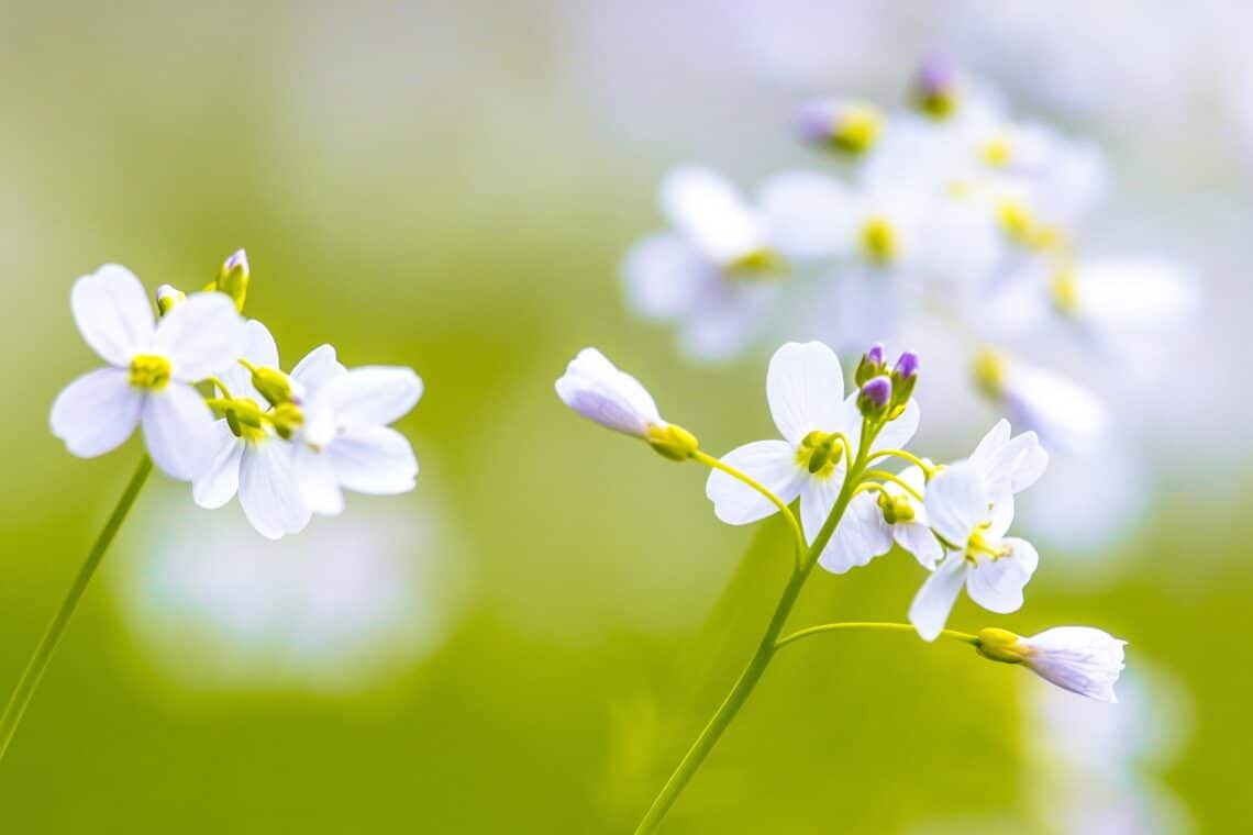 Wiesen-Schaumkraut (Cardamine pratensis)