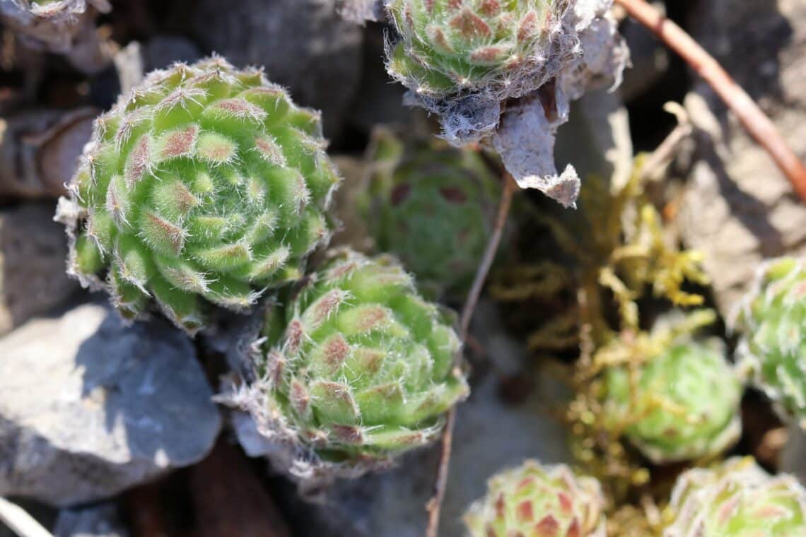 Wimpern-Hauswurz (Sempervivum ciliosum)