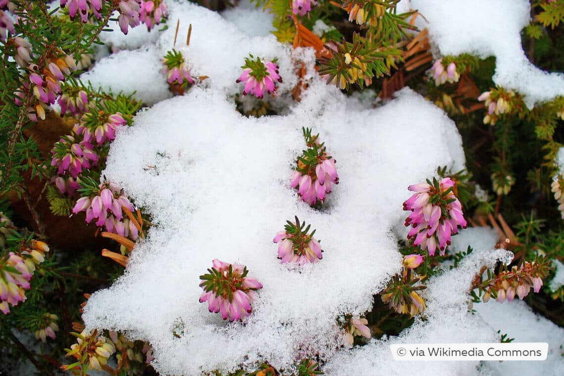 Winterheide (Erica carnea)