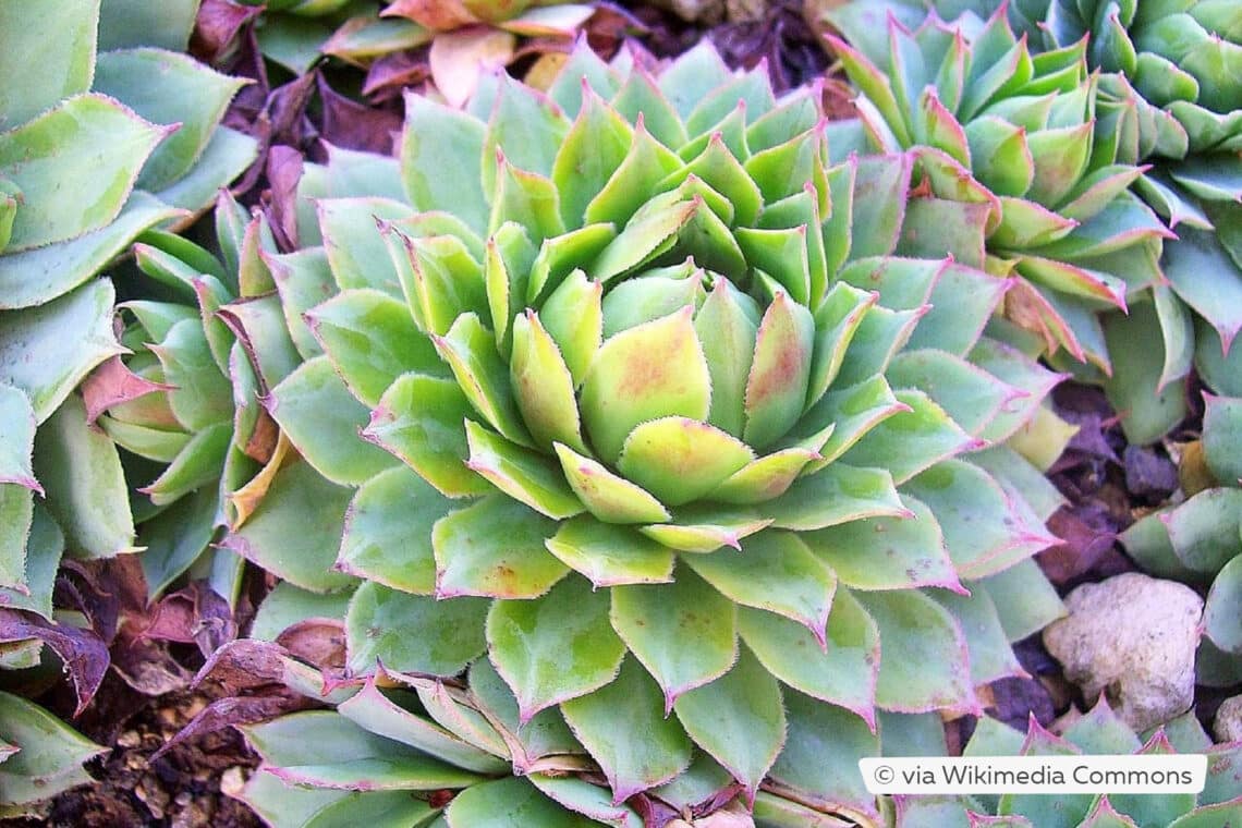 Wulfen-Hauswurz (Sempervivum wulfenii)