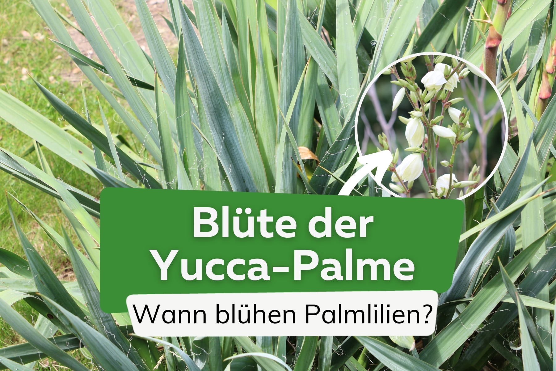 Blüte der Yucca-Palme/Blütezeit von Palmlilien