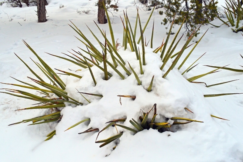 Schneebedeckte Yucca-Palme im Winter