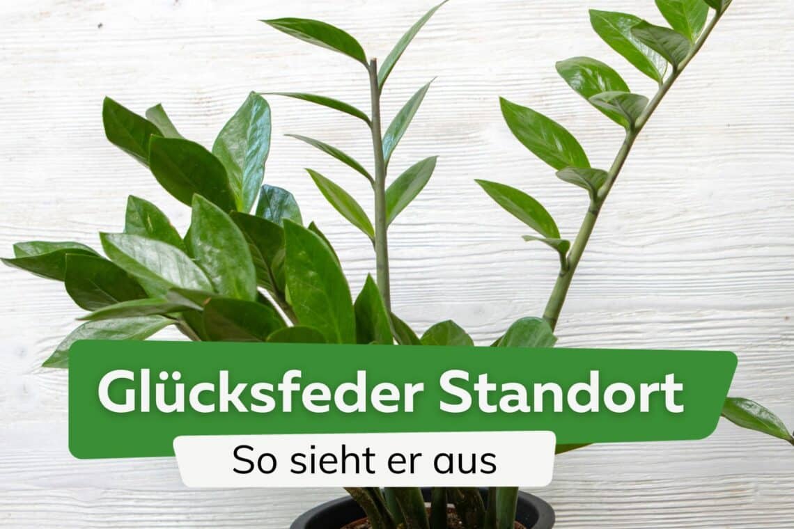 Zamioculcas: der perfekte Standort der Glücksfeder