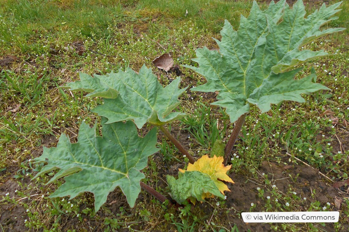 Zier-Rhabarber (Rheum palmatum var. tanguticum)