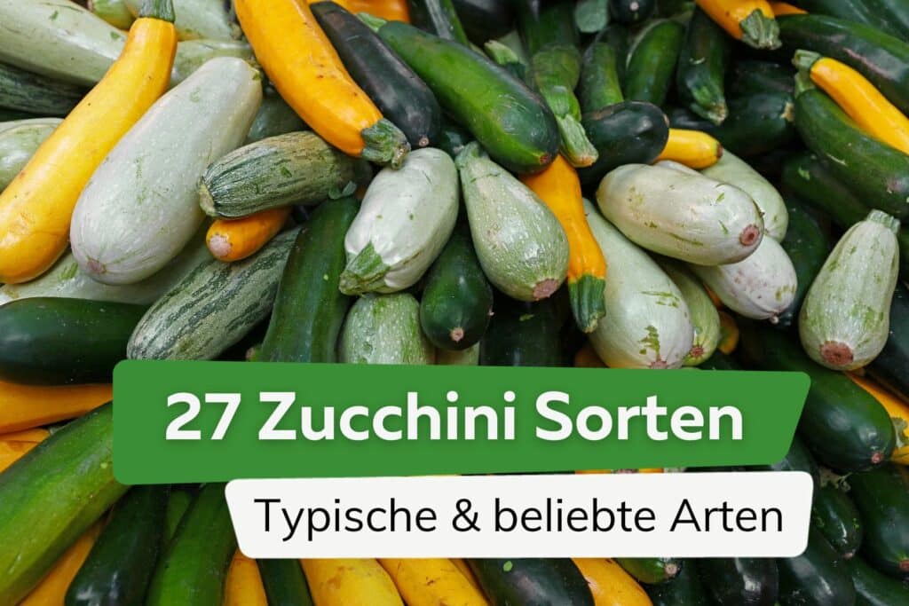 Zucchini Sorten Mit Bilder