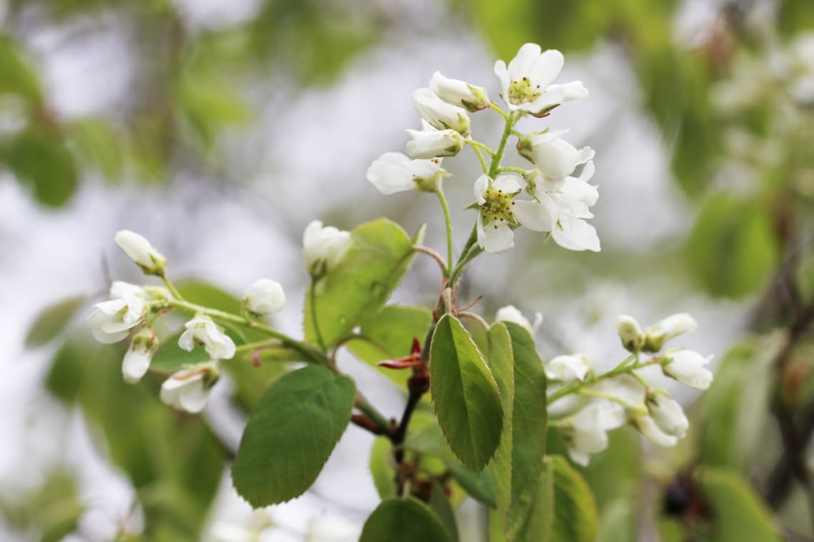 Ährige Felsenbirne (Amelanchier spicata)