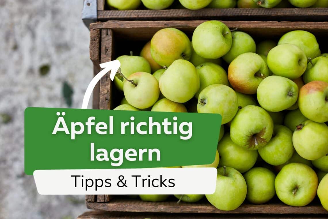 Äpfel richtig lagern Titel