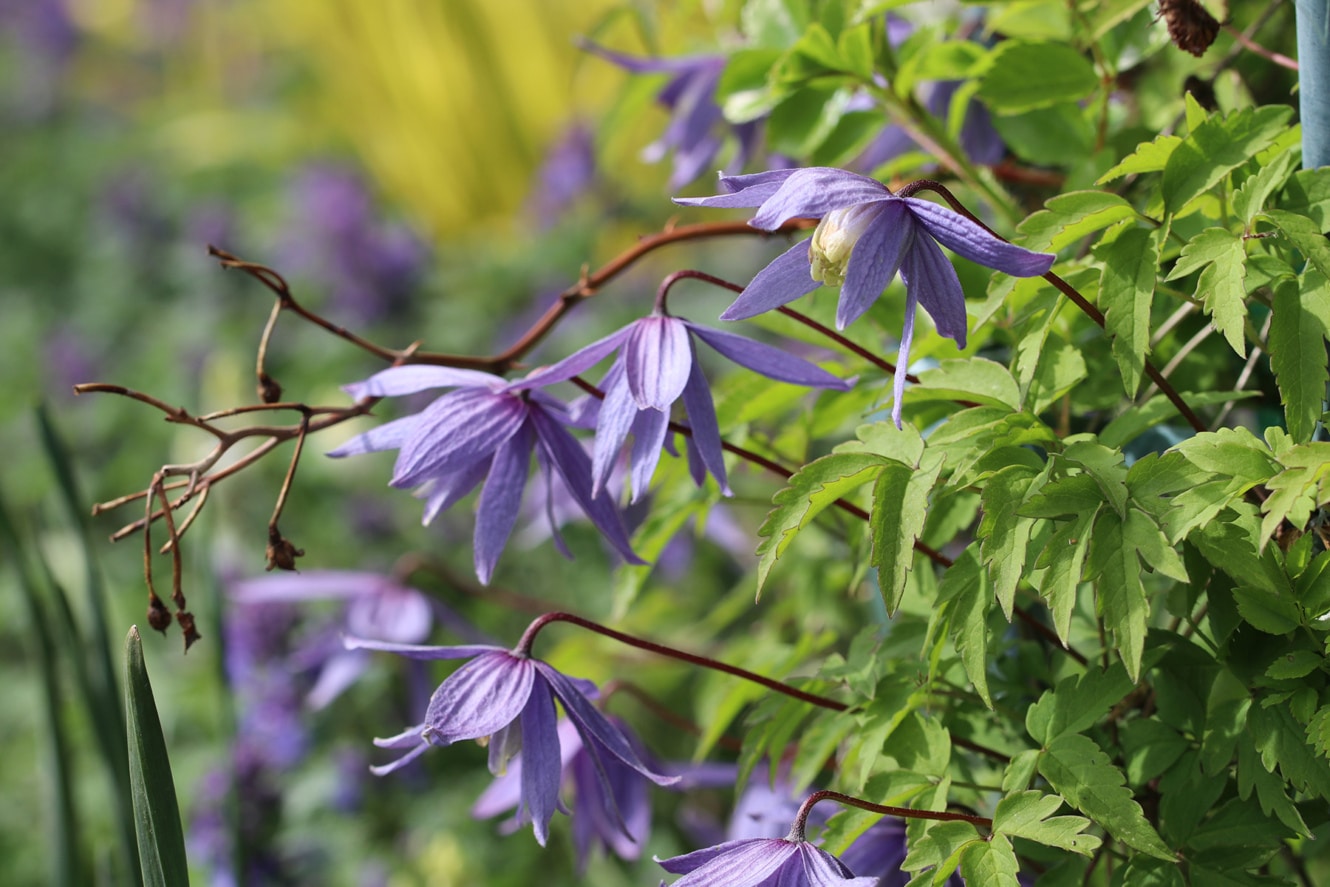 44+ Clematis Im Schatten, So bringen sie mit waldreben auch dunkle
