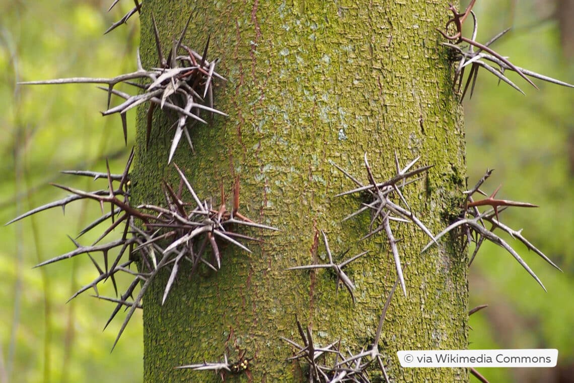 Amerikanische Gleditschie (Gleditsia triacanthos)