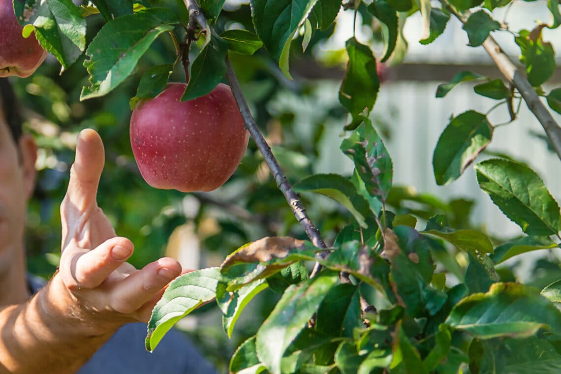 Apfel pflücken