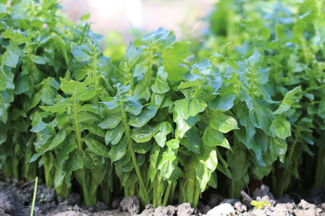 Balkan-Bärenklau (Acanthus hungaricus)