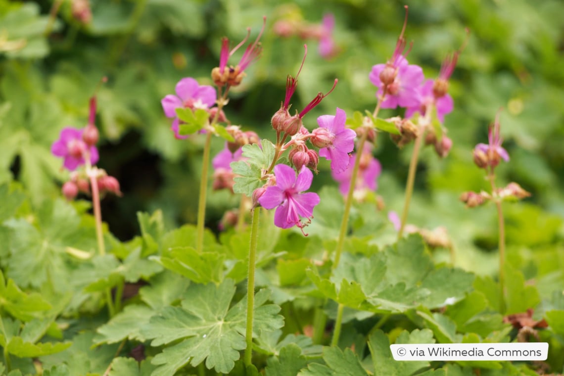 Balkan-Storchschnabel (Geranium macrorrhizum)