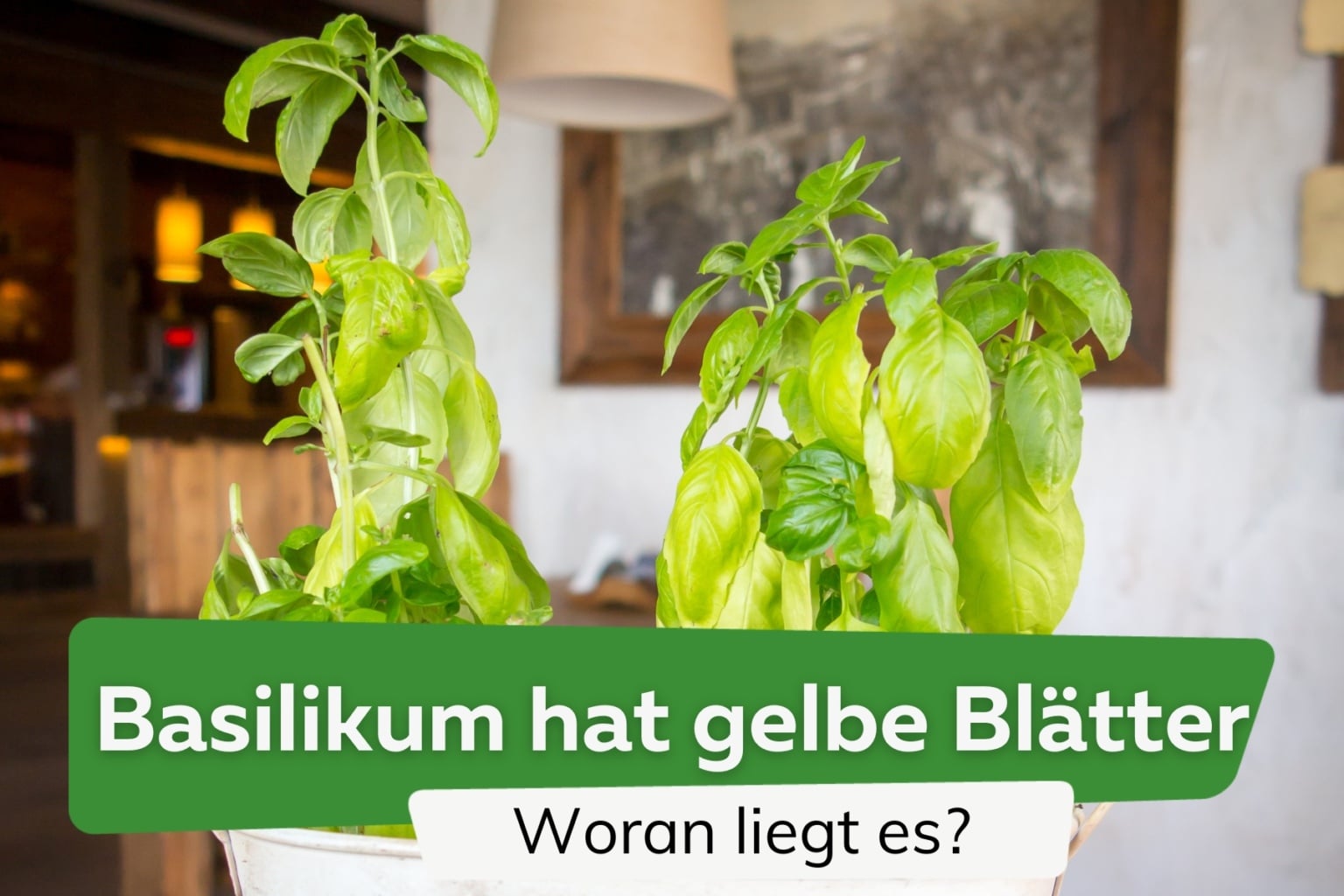 Kräuter im Topf kombinieren diese passen im Balkonkasten zusammen