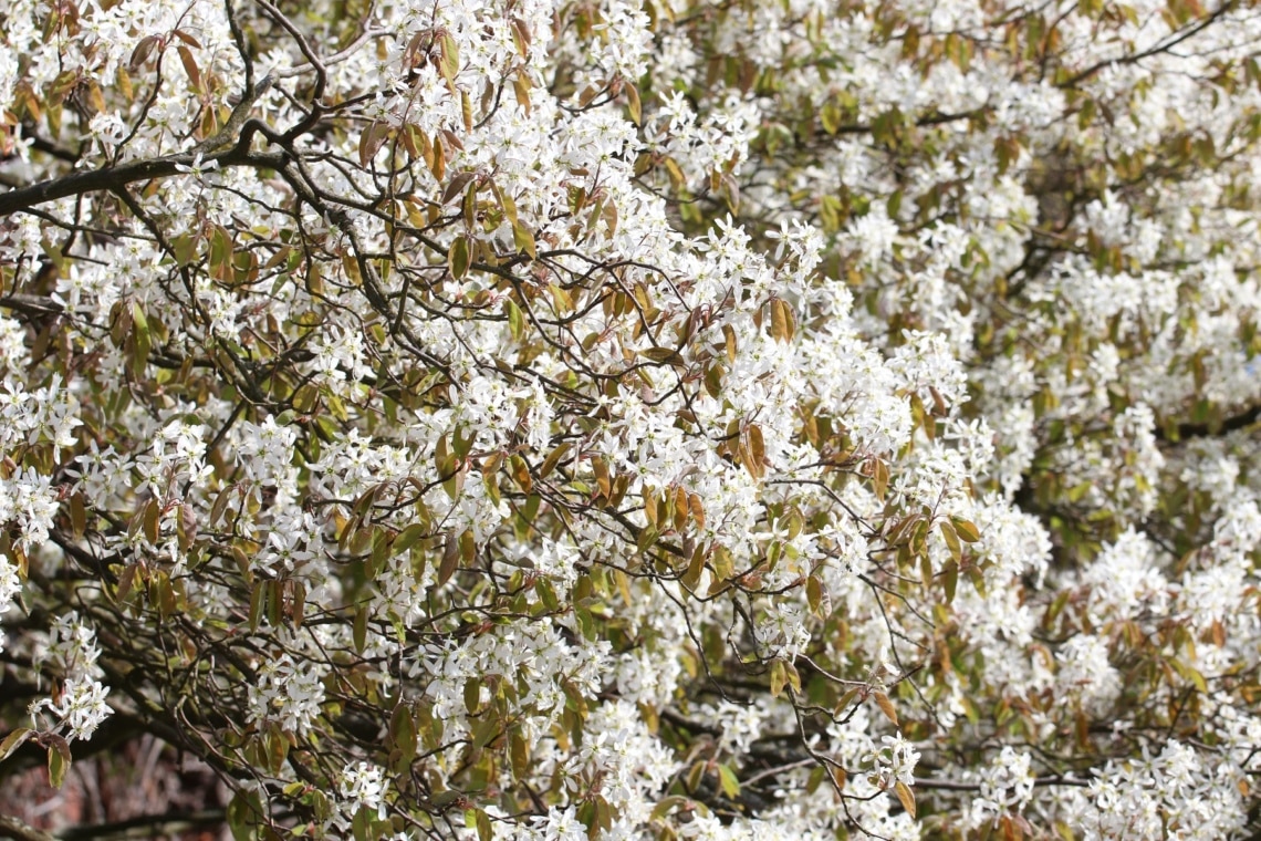 Baum-Felsenbirne (Amelanchier arborea)