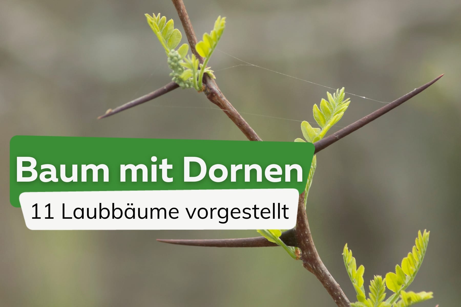 Baum mit Dornen - Amerikanische Gleditschie (Gleditschia triacanthos)