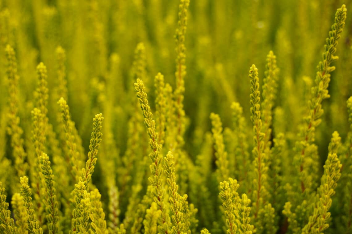 Besenheide (Calluna vulgaris)