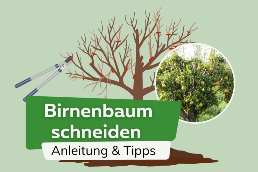 Birnbaum hat schwarze Blätter - was hat die Birne? Das können Sie tun