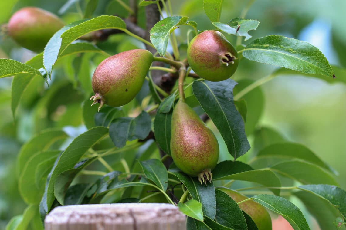 Birnenbaum mit Birnen