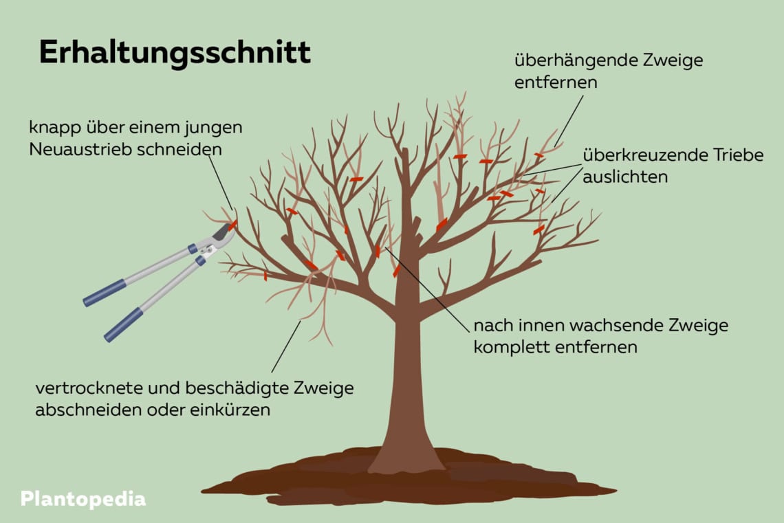 Birnenbaum schneiden: Erhaltungsschnitt grafische Darstellung