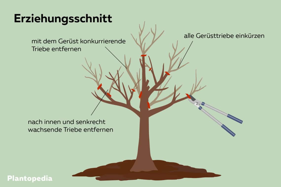 Birnenbaum schneiden: Erziehungsschnitt grafische Darstellung