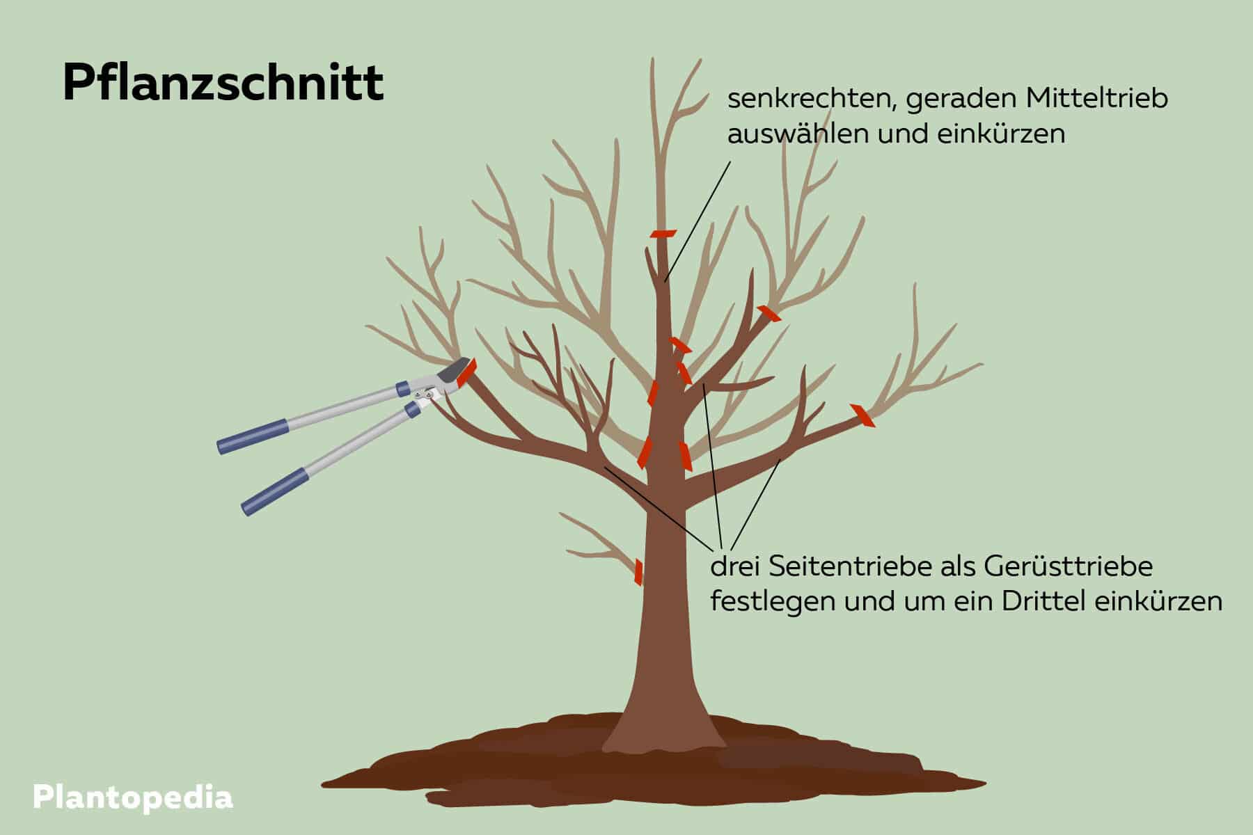 Baum Rund Schneiden